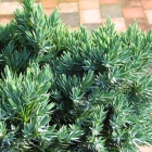 Kissen-Wacholder / Juniperus squamata Blue Star